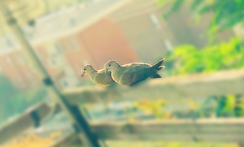 鳩 英語 鳩 英語