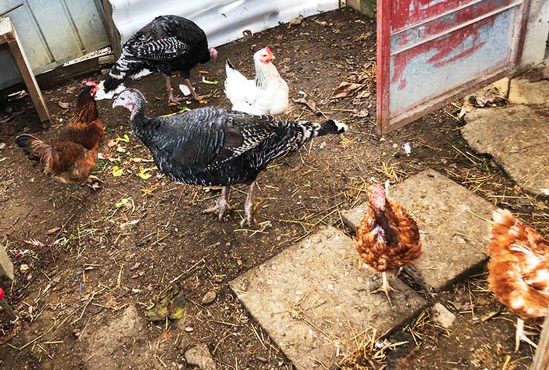飼っている鶏を絞めてさばく 動物を食べる大切さを学んだ イタリアに住んだネギ 飼っている鶏を絞めてさばく 動物を食べる大切さを学んだ イタリアに住んだネギ